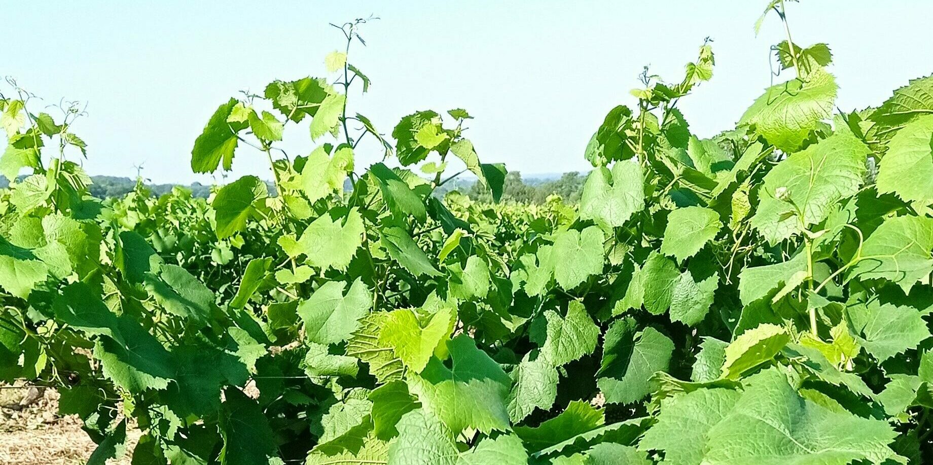 haut_vigne