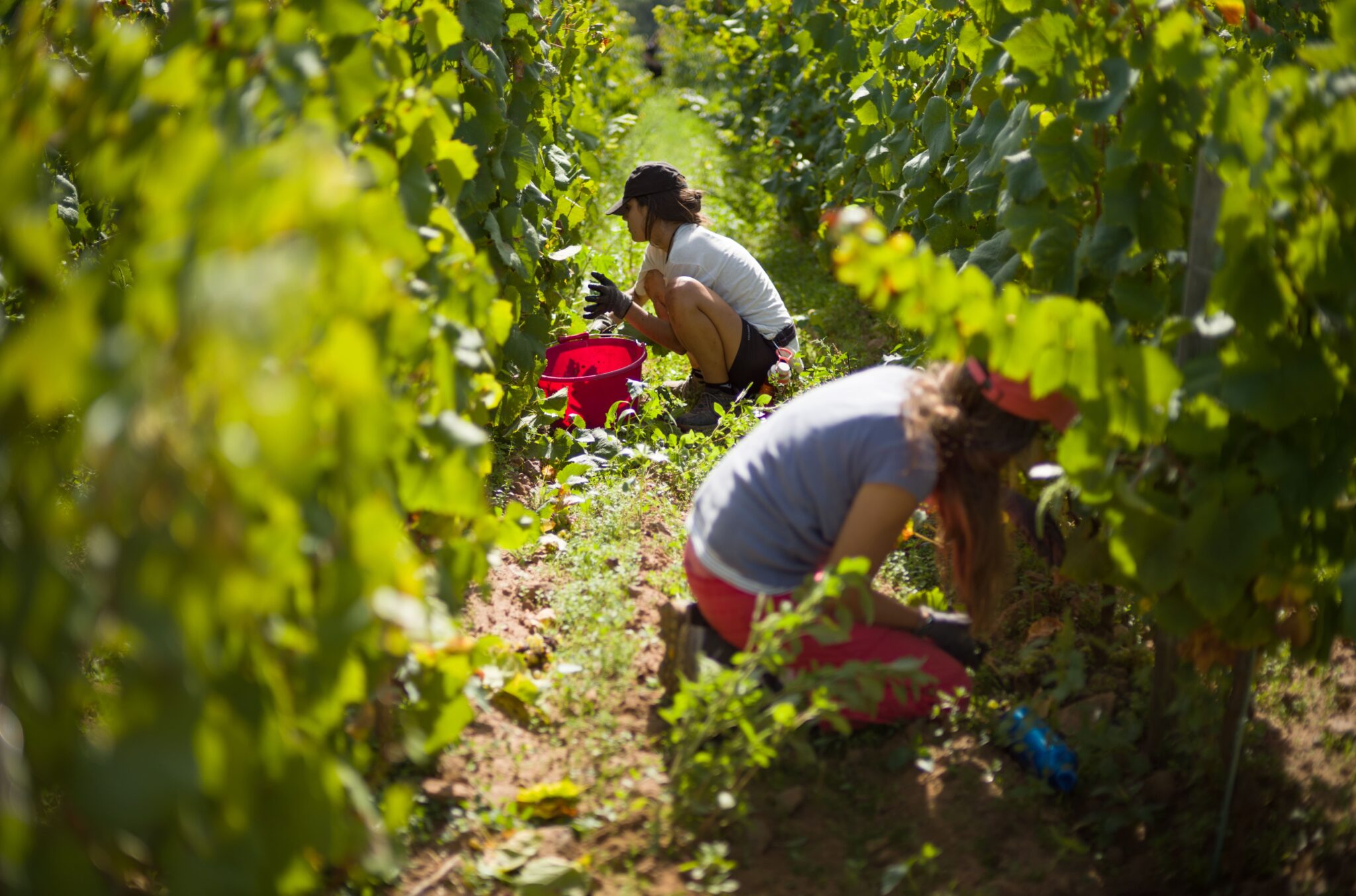 DOMAINE LUNEAU PAPIN BY PAULINE THEON (3)