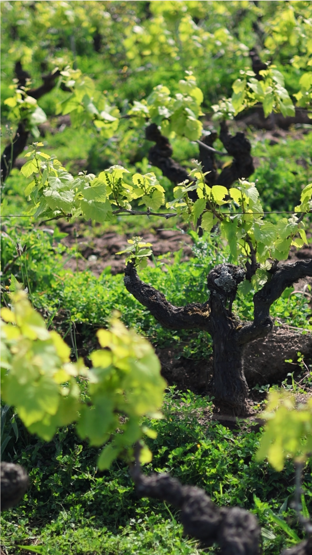 Vignes