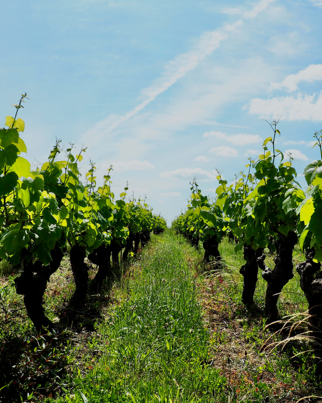 MSM_2023_vines