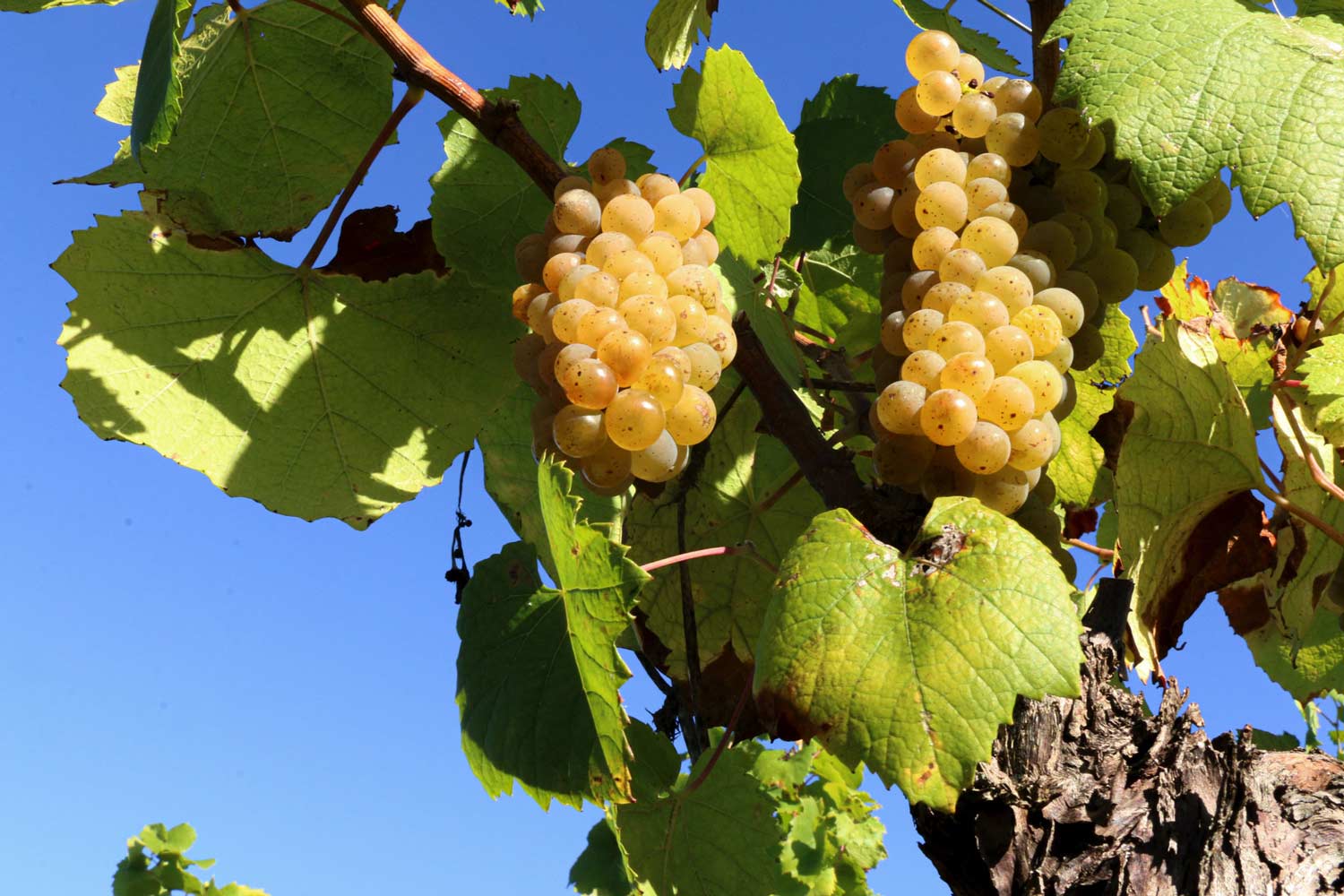 domaine_la_pinardiere_davidsecher_img_71