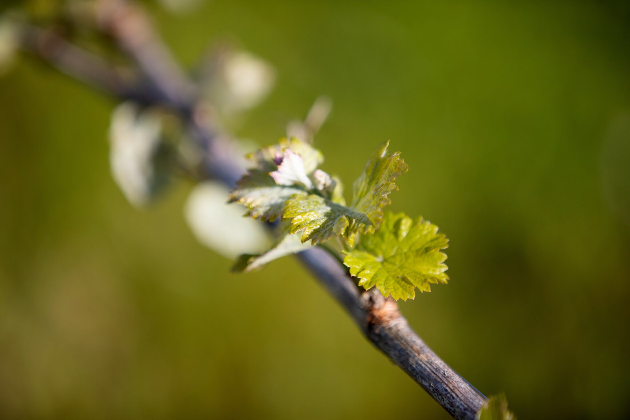 feuille