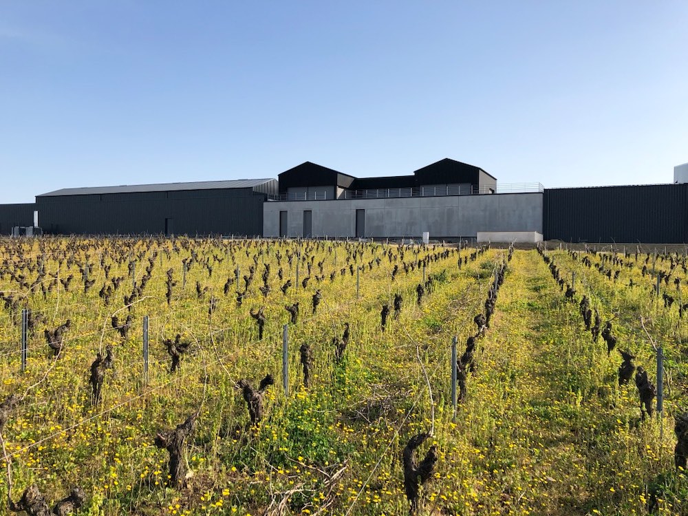 vigne_domaine