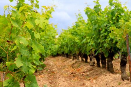 vignes